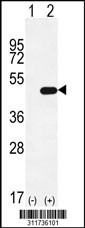 Western blot analysis of his-tag SETD8 (arrow) using his tag antibody. 293 cell lysates (2 ug/lane) either nontransfected (Lane 1) or transiently transfected with the SETD8 gene