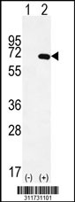 Western blot analysis of his-tag GUCY1B3 (arrow) using his tag antibody. 293 cell lysates (2 ug/lane) either nontransfected (Lane 1) or transiently transfected with the GUCY1B3 gene