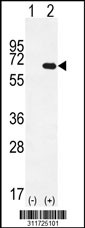 Western blot analysis of his-tag PTPN9 (arrow) using his tag antibody. 293 cell lysates (2 ug/lane) either nontransfected (Lane 1) or transiently transfected with the PTPN9 gene
