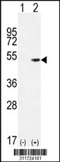 Western blot analysis of his-tag PPIG (arrow) using his tag antibody. 293 cell lysates (2 ug/lane) either nontransfected (Lane 1) or transiently transfected with the PPIG gene