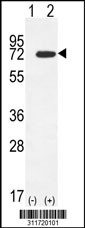 Western blot analysis of his-tag LMNB1 (arrow) using his tag antibody. 293 cell lysates (2 ug/lane) either nontransfected (Lane 1) or transiently transfected with the LMNB1 gene