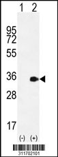 Western blot analysis of his-tag RASL11B (arrow) using his tag antibody. 293 cell lysates (2 ug/lane) either nontransfected (Lane 1) or transiently transfected with the RASL11B gene
