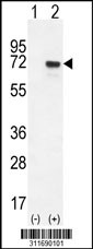 Western blot analysis of his-tag GGT5 (arrow) using his tag antibody. 293 cell lysates (2 ug/lane) either nontransfected (Lane 1) or transiently transfected with the GGT5 gene