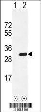 Western blot analysis of his-tag FKBP3 (arrow) using his tag antibody. 293 cell lysates (2 ug/lane) either nontransfected (Lane 1) or transiently transfected with the FKBP3 gene