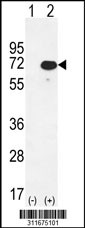 Western blot analysis of his-tag STIP1 (arrow) using his tag antibody. 293 cell lysates (2 ug/lane) either nontransfected (Lane 1) or transiently transfected with the STIP1 gene