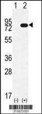 Western blot analysis of his-tag PACSIN2 (arrow) using his tag antibody. 293 cell lysates (2 ug/lane) either nontransfected (Lane 1) or transiently transfected with the PACSIN2 gene