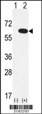 Western blot analysis of his-tag OXSR1 (arrow) using his tag antibody. 293 cell lysates (2 ug/lane) either nontransfected (Lane 1) or transiently transfected with the OXSR1 gene