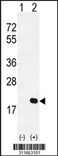 Western blot analysis of his-tag EIF5A (arrow) using his tag antibody. 293 cell lysates (2 ug/lane) either nontransfected (Lane 1) or transiently transfected with the EIF5A gene