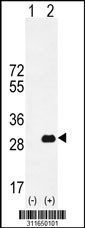 Western blot analysis of his-tag WDYHV1 (arrow) using his tag antibody. 293 cell lysates (2 ug/lane) either nontransfected (Lane 1) or transiently transfected with the WDYHV1 gene