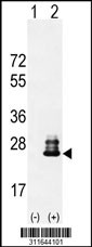 Western blot analysis of his-tag PPIB (arrow) using his tag antibody. 293 cell lysates (2 ug/lane) either nontransfected (Lane 1) or transiently transfected with the PPIB gene