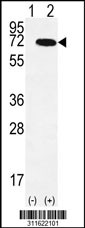 Western blot analysis of his-tag ARHGEF10 (arrow) using his tag antibody. 293 cell lysates (2 ug/lane) either nontransfected (Lane 1) or transiently transfected with the ARHGEF10 gene