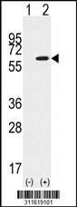 Western blot analysis of his-tag SGK3 (arrow) using his tag antibody. 293 cell lysates (2 ug/lane) either nontransfected (Lane 1) or transiently transfected with the SGK3 gene