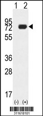 Western blot analysis of his-tag RPS6KA1 (arrow) using his tag antibody. 293 cell lysates (2 ug/lane) either nontransfected (Lane 1) or transiently transfected with the RPS6KA1 gene