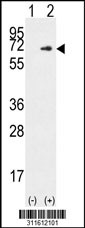 Western blot analysis of his-tag MAP2 (arrow) using his tag antibody. 293 cell lysates (2 ug/lane) either nontransfected (Lane 1) or transiently transfected with the MAP2 gene