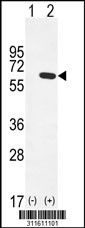 Western blot analysis of his-tag LTA4H (arrow) using his tag antibody. 293 cell lysates (2 ug/lane) either nontransfected (Lane 1) or transiently transfected with the LTA4H gene