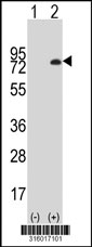 Western blot analysis of his-tag TRIM16 (arrow) using his tag antibody. 293T cell lysates (2 ug/lane) either nontransfected (Lane 1) or transiently transfected with the TRIM16 gene‘
