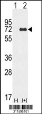 Western blot analysis of his-tag PIAS2 (arrow) using his tag antibody. 293 cell lysates (2 ug/lane) either nontransfected (Lane 1) or transiently transfected with the PIAS2 gene