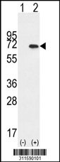 Western blot analysis of his-tag MIPEP (arrow) using his tag antibody. 293 cell lysates (2 ug/lane) either nontransfected (Lane 1) or transiently transfected with the MIPEP gene