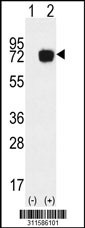 Western blot analysis of his-tag GNS (arrow) using his tag antibody. 293 cell lysates (2 ug/lane) either nontransfected (Lane 1) or transiently transfected with the GNS gene