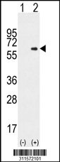 Western blot analysis of his-tag NMD3 (arrow) using his tag antibody. 293 cell lysates (2 ug/lane) either nontransfected (Lane 1) or transiently transfected with the NMD3 gene