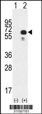 Western blot analysis of his-tag DCT (arrow) using his tag antibody. 293 cell lysates (2 ug/lane) either nontransfected (Lane 1) or transiently transfected with the DCT gene