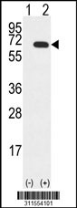Western blot analysis of his-tag IRF5 (arrow) using his tag antibody. 293 cell lysates (2 ug/lane) either nontransfected (Lane 1) or transiently transfected with the IRF5 gene
