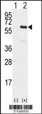 Western blot analysis of his-tag C14orf133 (arrow) using his tag antibody. 293 cell lysates (2 ug/lane) either nontransfected (Lane 1) or transiently transfected with the C14orf133 gene