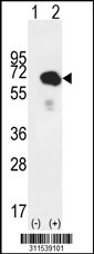 Western blot analysis of his-tag SIL1 (arrow) using his tag antibody. 293 cell lysates (2 ug/lane) either nontransfected (Lane 1) or transiently transfected with the SIL1 gene