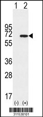 Western blot analysis of his-tag RNF8 (arrow) using his tag antibody. 293 cell lysates (2 ug/lane) either nontransfected (Lane 1) or transiently transfected with the RNF8 gene
