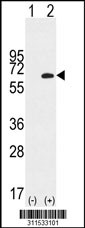 Western blot analysis of his-tag OLFM3 (arrow) using his tag antibody. 293 cell lysates (2 ug/lane) either nontransfected (Lane 1) or transiently transfected with the OLFM3 gene