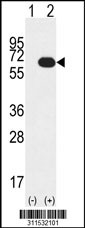 Western blot analysis of his-tag NEK11 (arrow) using his tag antibody. 293 cell lysates (2 ug/lane) either nontransfected (Lane 1) or transiently transfected with the NEK11 gene