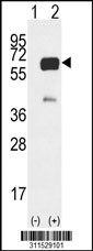 Western blot analysis of his-tag IRF6 (arrow) using his tag antibody. 293 cell lysates (2 ug/lane) either nontransfected (Lane 1) or transiently transfected with the IRF6 gene