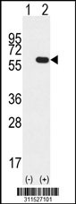 Western blot analysis of his-tag HSPA13 (arrow) using his tag antibody. 293 cell lysates (2 ug/lane) either nontransfected (Lane 1) or transiently transfected with the HSPA13 gene