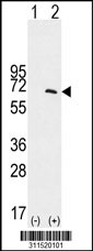 Western blot analysis of his-tag CEP55 (arrow) using his tag antibody. 293 cell lysates (2 ug/lane) either nontransfected (Lane 1) or transiently transfected with the CEP55 gene