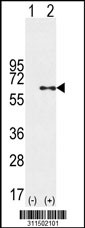 Western blot analysis of his-tag TDG (arrow) using his tag antibody. 293 cell lysates (2 ug/lane) either nontransfected (Lane 1) or transiently transfected with the TDG gene