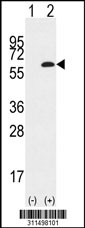 Western blot analysis of his-tag PDIA6 (arrow) using his tag antibody. 293 cell lysates (2 ug/lane) either nontransfected (Lane 1) or transiently transfected with the PDIA6 gene
