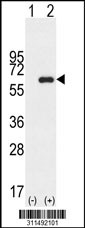 Western blot analysis of his-tag FMOD (arrow) using his tag antibody. 293 cell lysates (2 ug/lane) either nontransfected (Lane 1) or transiently transfected with the FMOD gene