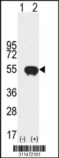 Western blot analysis of his-tag PA2G4 (arrow) using his tag antibody. 293 cell lysates (2 ug/lane) either nontransfected (Lane 1) or transiently transfected with the PA2G4 gene