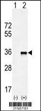 Western blot analysis of his-tag SNAI2 (arrow) using his tag antibody. 293 cell lysates (2 ug/lane) either nontransfected (Lane 1) or transiently transfected with the SNAI2 gene