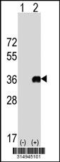 Western blot analysis of his-tag TNFRSF6B (arrow) using his tag antibody. 293T cell lysates (2 ug/lane) either nontransfected (Lane 1) or transiently transfected with the TNFRSF6B gene‘