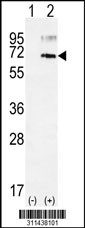 Western blot analysis of his-tag CD68 (arrow) using his tag antibody. 293 cell lysates (2 ug/lane) either nontransfected (Lane 1) or transiently transfected with the CD68 gene