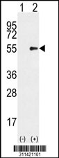 Western blot analysis of his-tag KEAP1 (arrow) using his tag antibody. 293 cell lysates (2 ug/lane) either nontransfected (Lane 1) or transiently transfected with the KEAP1 gene