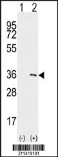 Western blot analysis of his-tag HSD17B7 (arrow) using his tag antibody. 293 cell lysates (2 ug/lane) either nontransfected (Lane 1) or transiently transfected with the HSD17B7 gene
