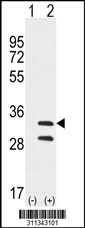 Western blot analysis of his-tag WDR37 (arrow) using his tag antibody. 293 cell lysates (2 ug/lane) either nontransfected (Lane 1) or transiently transfected with the WDR37 gene