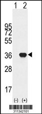 Western blot analysis of his-tag WBP2 (arrow) using his tag antibody. 293 cell lysates (2 ug/lane) either nontransfected (Lane 1) or transiently transfected with the WBP2 gene