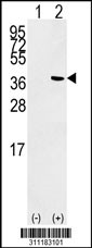Western blot analysis of his-tag PSMD13 (arrow) using his tag antibody. 293 cell lysates (2 ug/lane) either nontransfected (Lane 1) or transiently transfected with the PSMD13 gene
