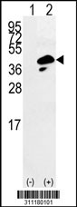 Western blot analysis of his-tag MAPK13 (arrow) using his tag antibody. 293 cell lysates (2 ug/lane) either nontransfected (Lane 1) or transiently transfected with the MAPK13 gene