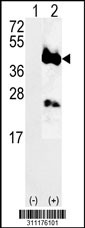 Western blot analysis of his-tag GPRC5A (arrow) using his tag antibody. 293 cell lysates (2 ug/lane) either nontransfected (Lane 1) or transiently transfected with the GPRC5A gene