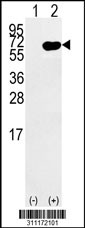 Western blot analysis of his-tag EWSR1 (arrow) using his tag antibody. 293 cell lysates (2 ug/lane) either nontransfected (Lane 1) or transiently transfected with the EWSR1 gene