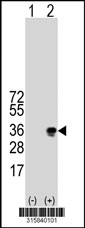 Western blot analysis of his-tag CD300C (arrow) using his tag antibody. 293T cell lysates (2 ug/lane) either nontransfected (Lane 1) or transiently transfected with the CD300C gene‘